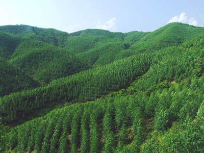 國(guó)有林場(chǎng)的簡(jiǎn)介