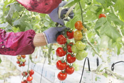 第三批國家現代化農業產業園:上海市金山區現代農業產業園