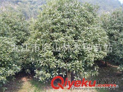 供應(yīng)桂花樹 綠化苗木 園林植物 喬木 綠化樹苗圖片|供應(yīng)桂花樹 綠化苗木 園林植物 喬木 綠化樹苗產(chǎn)品圖片由九江市廬山林木種苗站公司生產(chǎn)提供-