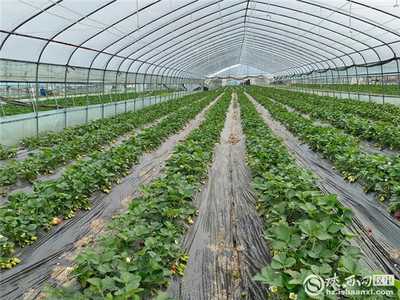 漢臺區(qū)多措并舉助力農(nóng)產(chǎn)品穩(wěn)產(chǎn)保供