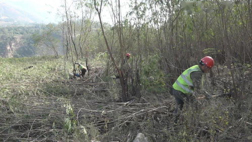決勝白鶴灘 服務(wù)烏東德 白鶴灘水電站庫底林木清理工作紀(jì)實