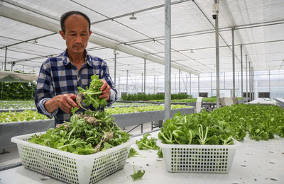 高溫&ldquo;烤&rdquo;驗,南京菜農有&ldquo;涼&rdquo;策