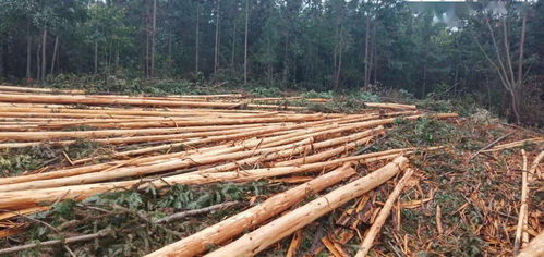 寧鄉陳某 喻某等私伐林木256株,被判拘役兩個月