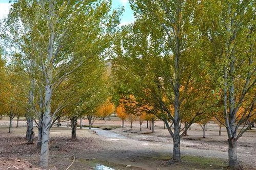 北朝林木的作用這么大,不光可以建房,竟然還可以用來美容