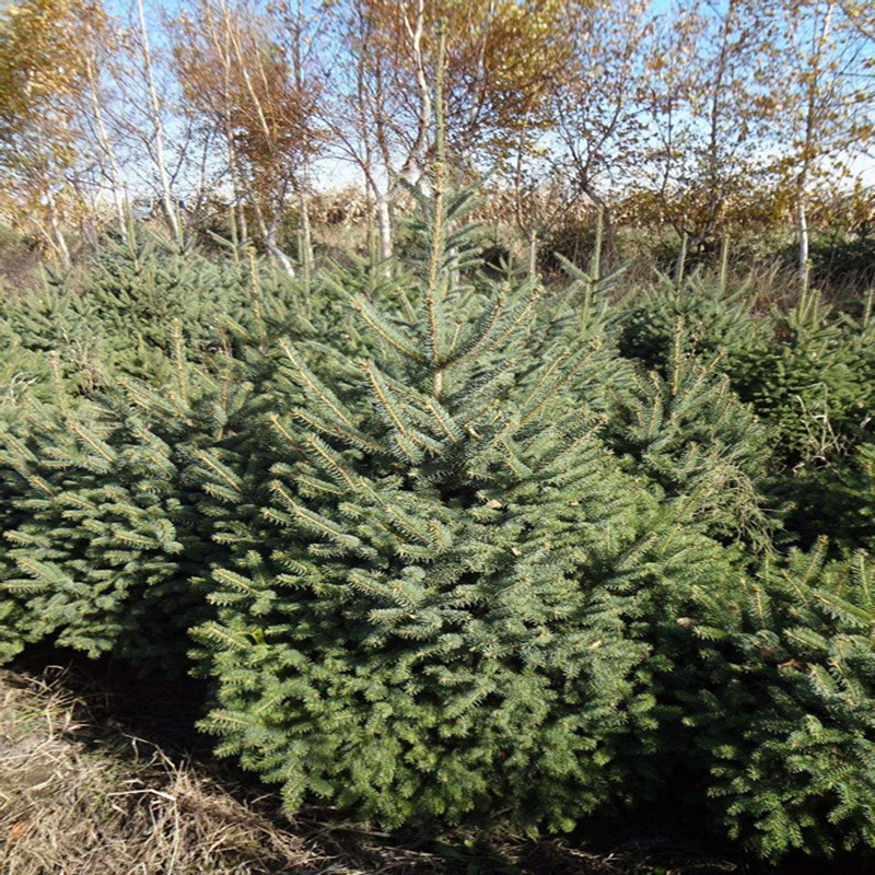 云杉苗木價格圖片|云杉苗木價格產(chǎn)品圖片由桓仁蘭天林木種苗.