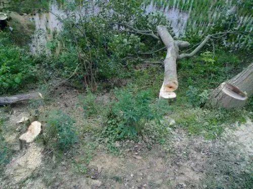 追悔莫及 吉水一男子濫伐林木獲刑二年十個月