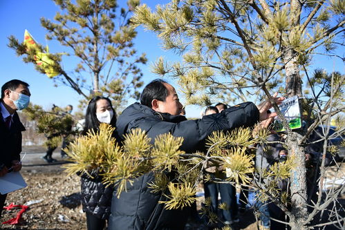 陽原縣生態(tài)林木認養(yǎng)活動啟動