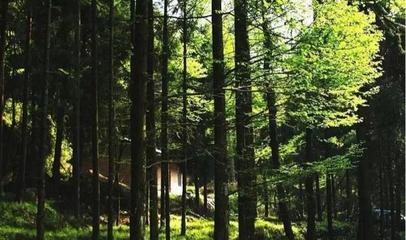 圖說巴中美景|林木蔥,清風爽,森林康養(yǎng)天馬山