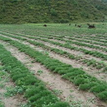 36 50公分云杉 樹木 寧夏六盤山苗木基地