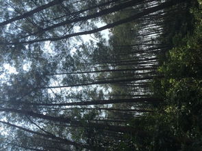 活立木山場林木經營權出讓信息