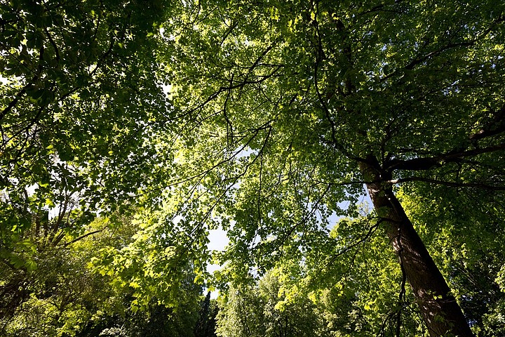 背景圖片自然風光植物