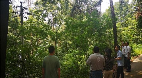 駐馬店市林業局組織審前聯合踏查 確保林木采伐審批精準高效