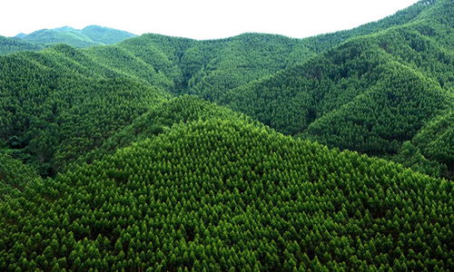 崇左寧明縣 六個著眼 做大做強林木產業