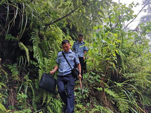黔東南一地警方破獲一起特大濫伐林木案
