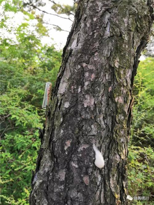 錦繡川辦事處三舉措抓實林木病蟲害防治