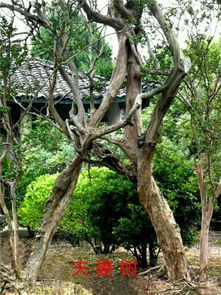 林木環繞撐天山 南部縣西河鄉村旅游專業合作社的綠色旅游發展之路